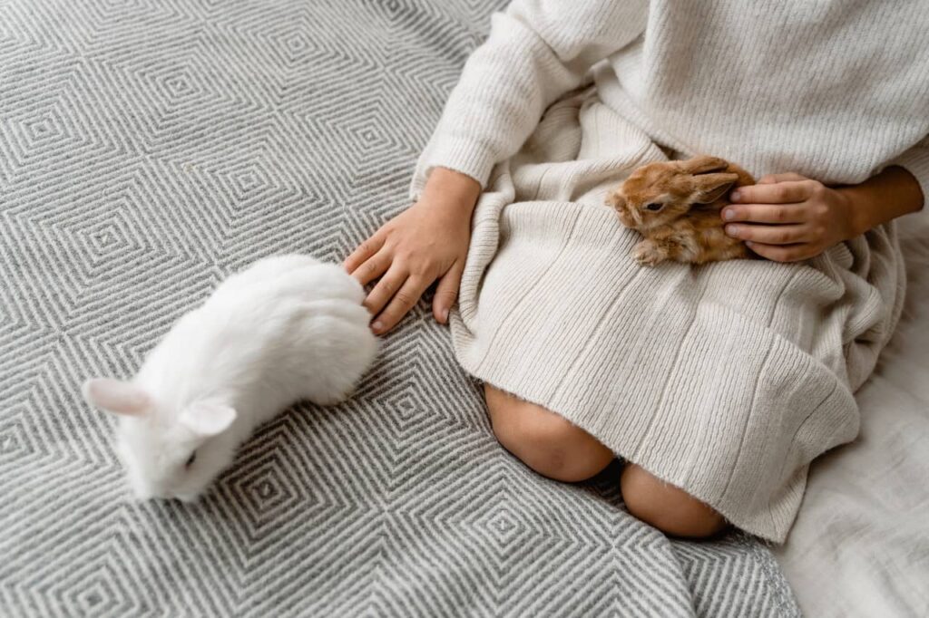 Things To Consider Before Adopting Pet Rabbits