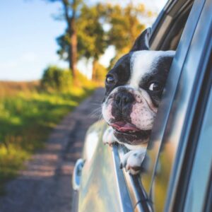 Safety Tips When Going On A Road Trip With Your Dog