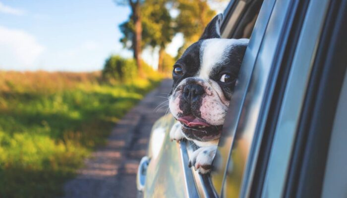 Safety Tips When Going On A Road Trip With Your Dog
