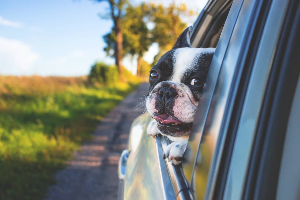 Safety Tips When Going On A Road Trip With Your Dog