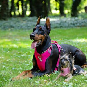 Dog Harness vs Dog Collar Pros and Cons