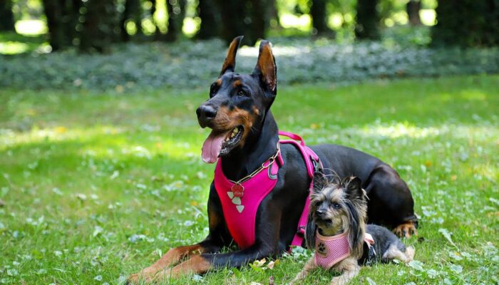 Dog Harness vs Dog Collar Pros and Cons