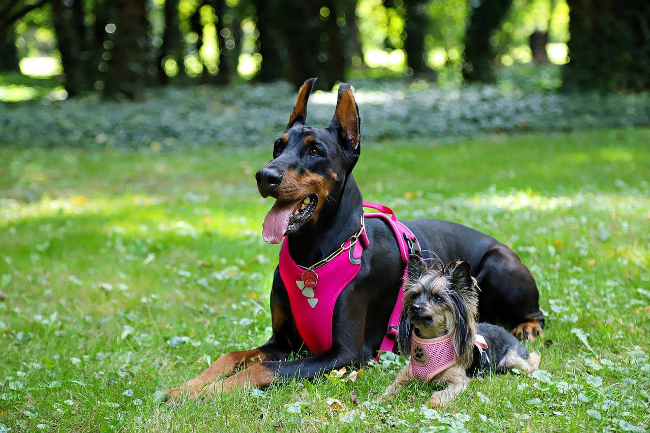 Dog Harness vs Dog Collar Pros and Cons