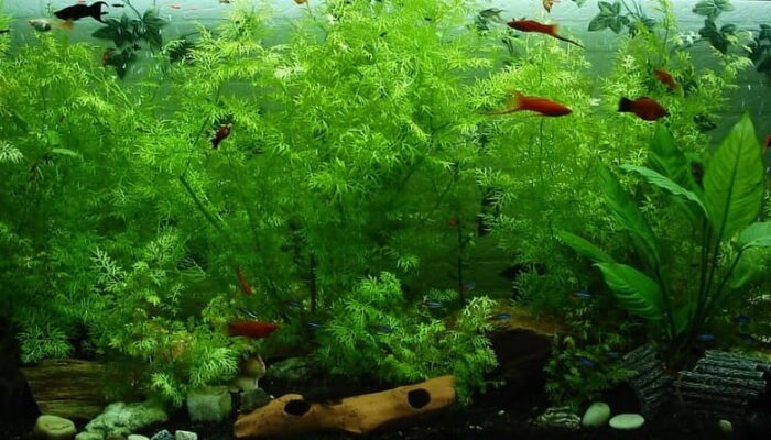 Key Tips to Take Care of Freshwater Aquatic Life