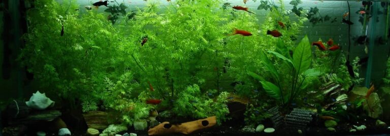 Key Tips to Take Care of Freshwater Aquatic Life