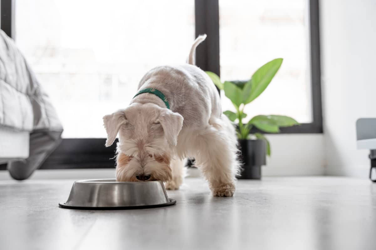 Benefits of Fermented Foods for Dogs