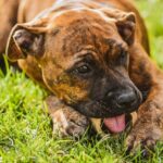 Dogs Eating Grass