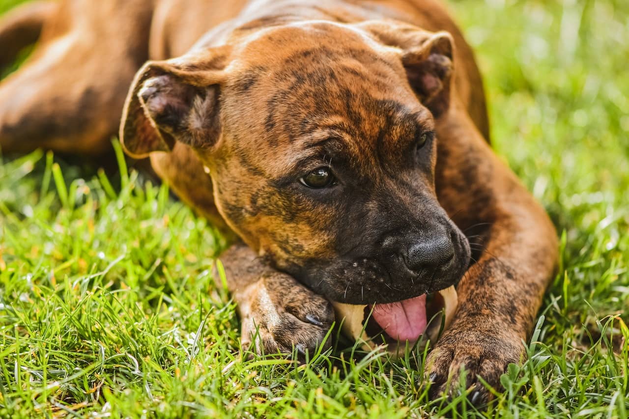 Dogs Eating Grass