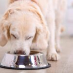 Is Fermented Food Good for Dogs