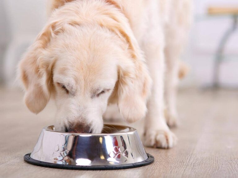 Is Fermented Food Good for Dogs