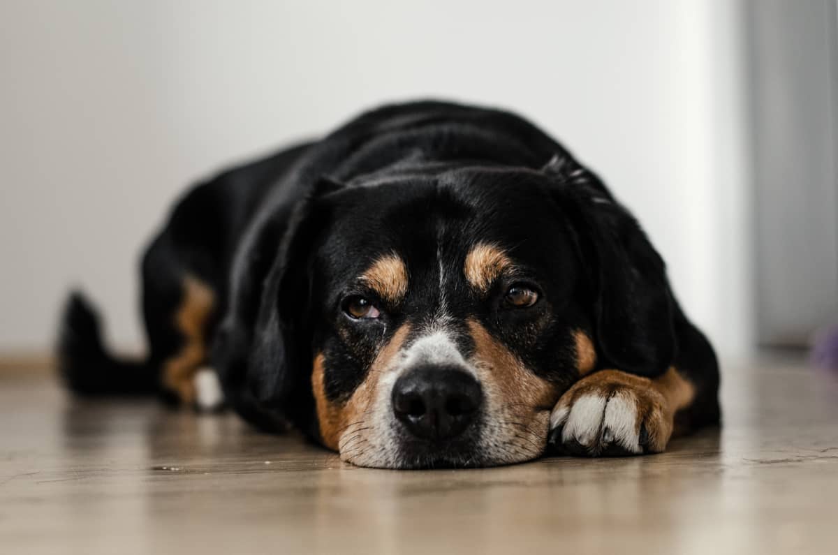 Natural Melatonin in Dogs