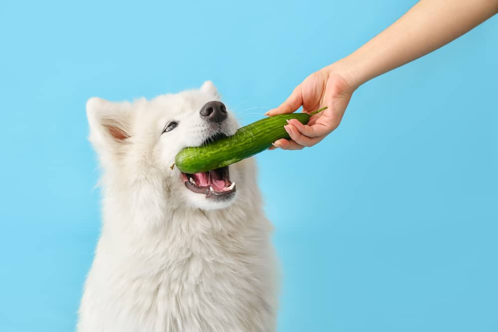 fermented veggies for dogs