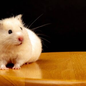 things you should know as a new hamster owner