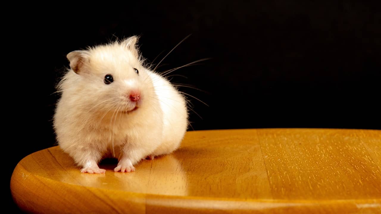 things you should know as a new hamster owner