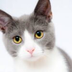 5 Great Tips for Taking Care of a Cat