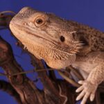 Can I smoke around my bearded dragon