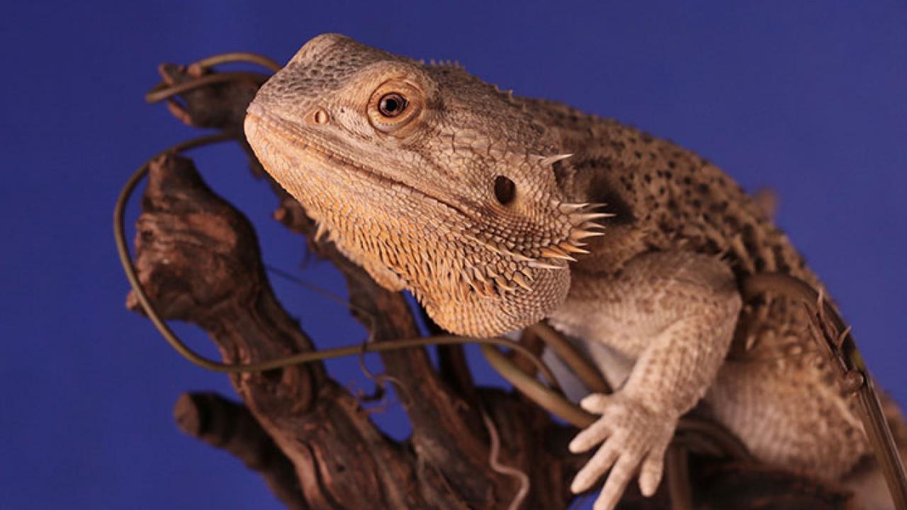 Can I smoke around my bearded dragon