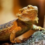 Can bearded dragons eat rolly pollies?