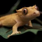 Crested Gecko having trouble climbing