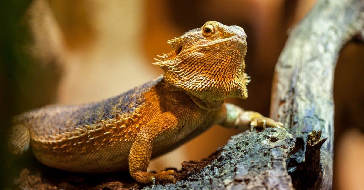 Can bearded dragons eat rolly pollies?