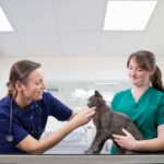 How to Save Money on Vet Costs