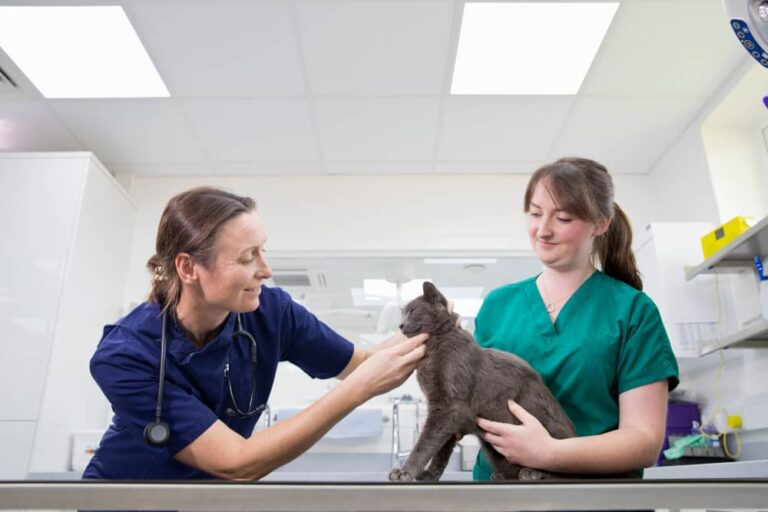 How to Save Money on Vet Costs