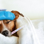 sick dog symptoms