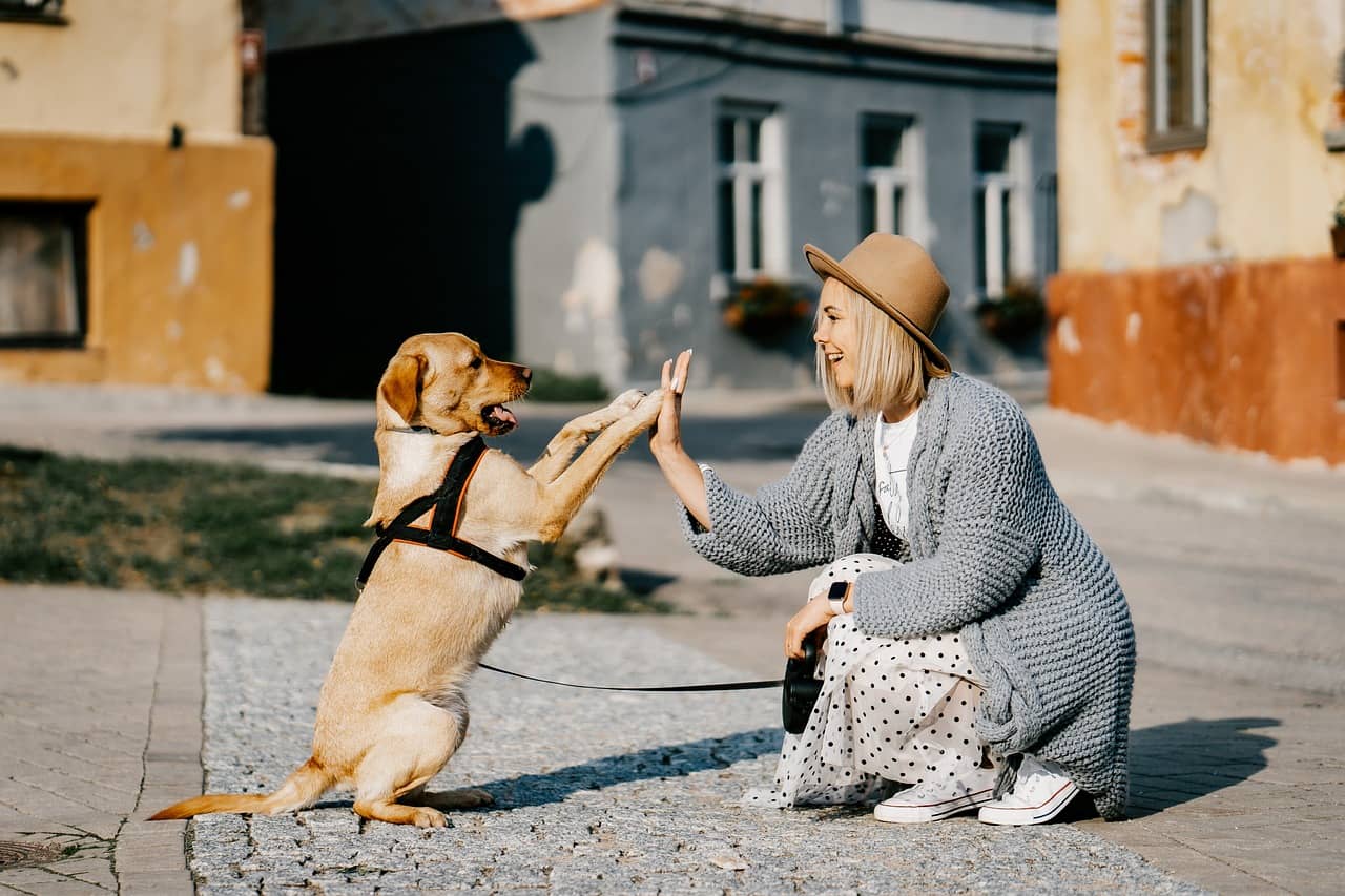 Ways to Show Your Furry Friend Some Pet Love