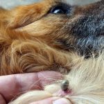 The Dangers of Tick-Borne Diseases in Dogs