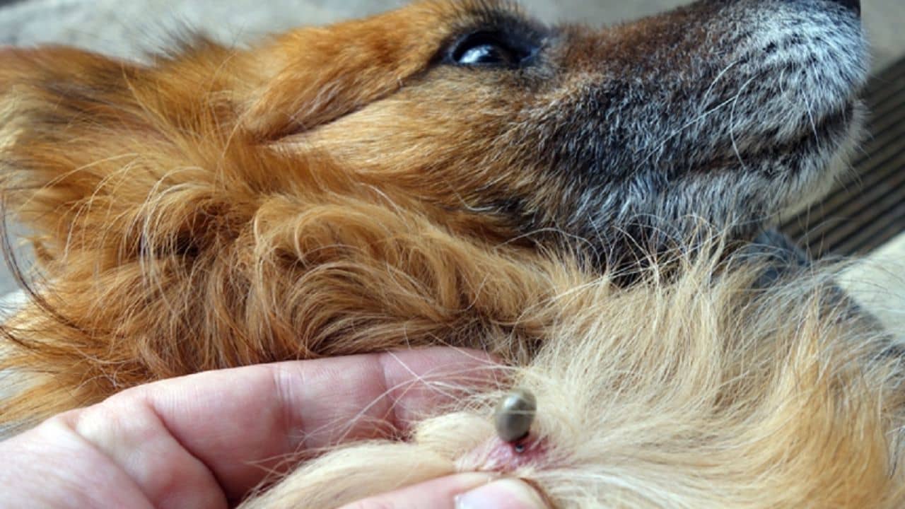 The Dangers of Tick-Borne Diseases in Dogs