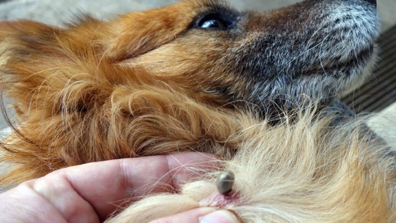 do ticks burrow under dog skin