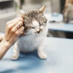 Tick-Borne Diseases in Cats What You Need to Know