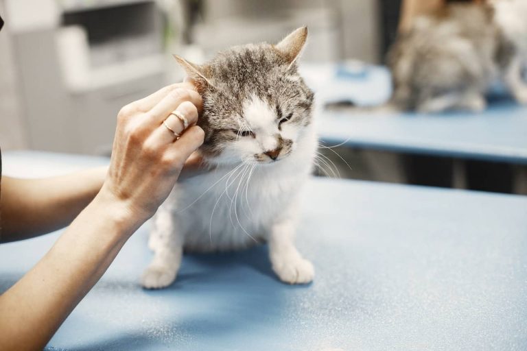 Tick-Borne Diseases in Cats What You Need to Know