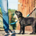 puppy training age