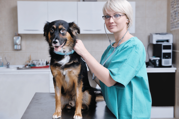 choosing an animal hospital