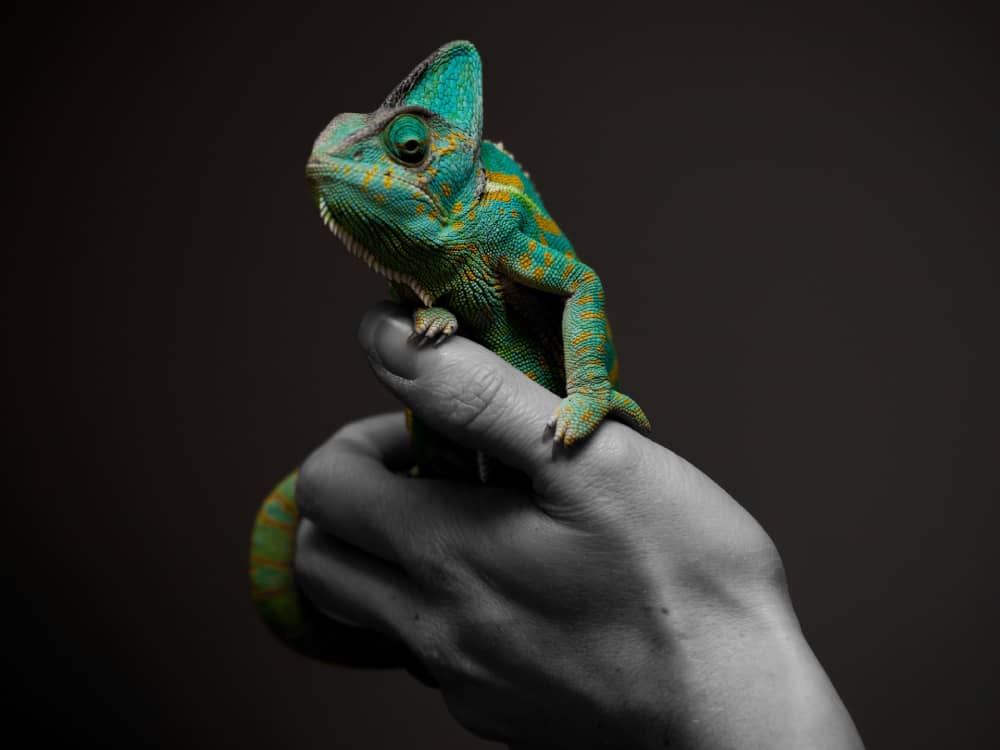 Hand holding a reptile