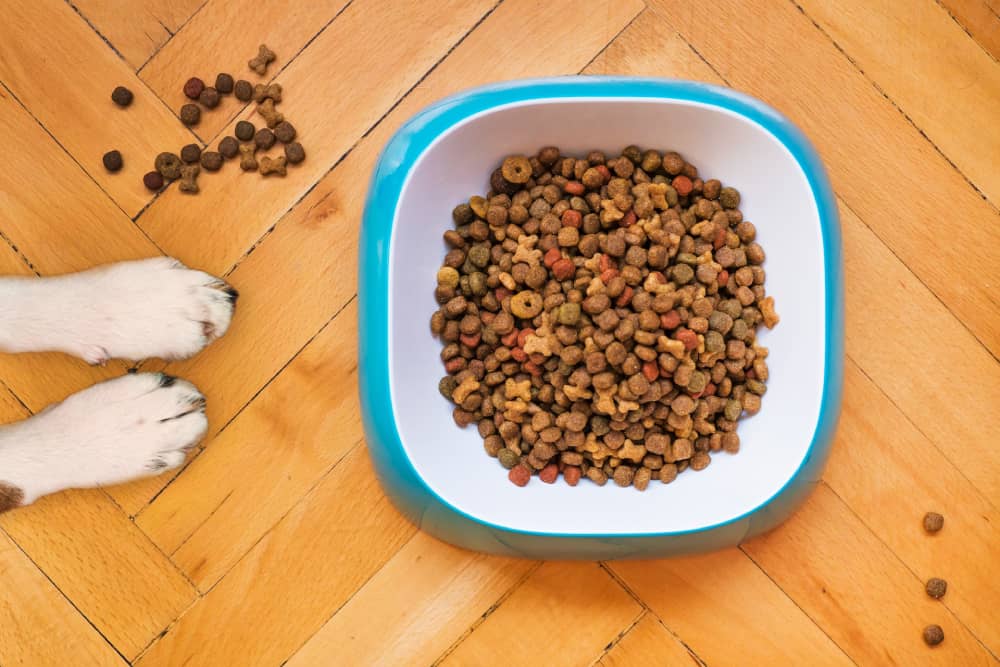 dog food in a bowl