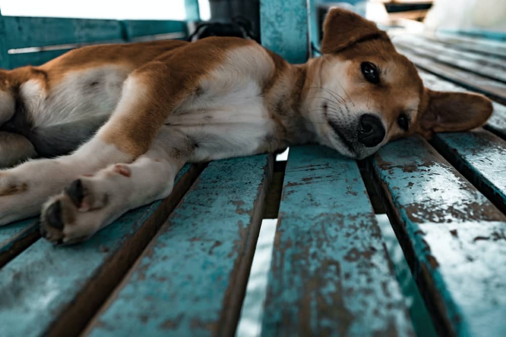 dog lying on a teal surface