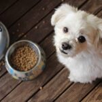 Finding the Right Dog Food for Purebred Canines