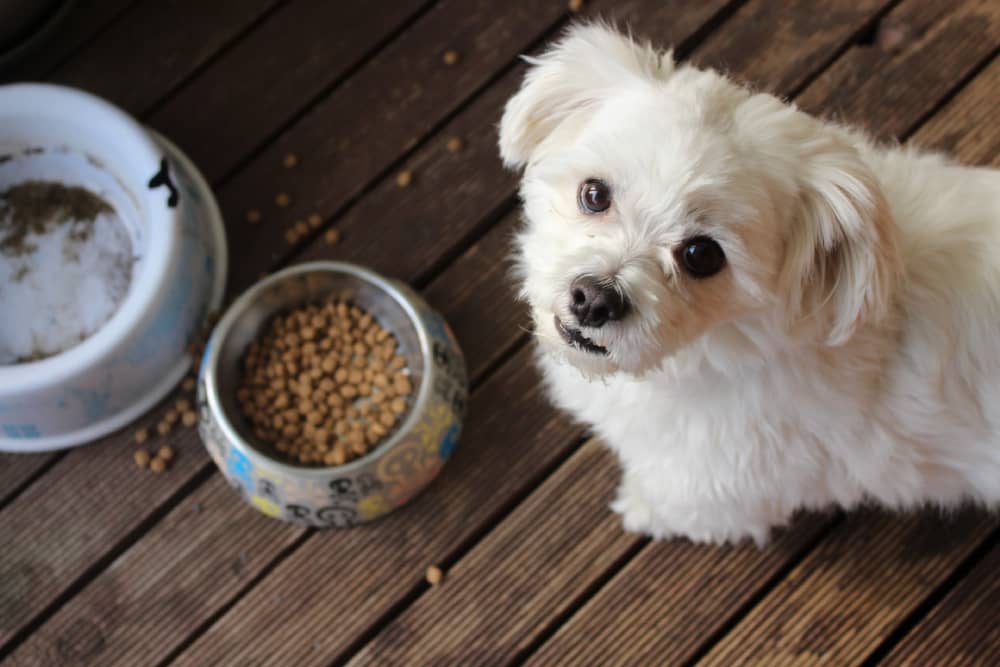 white dog in front of a bowl of food