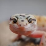 Brown and black spotted lizard