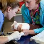 Medical Clinics For Animals