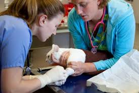 Medical Clinics For Animals