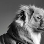 A contemplative dog dressed in a cozy hoodie, symbolizing the joy and companionship of traveling with your furry family member.