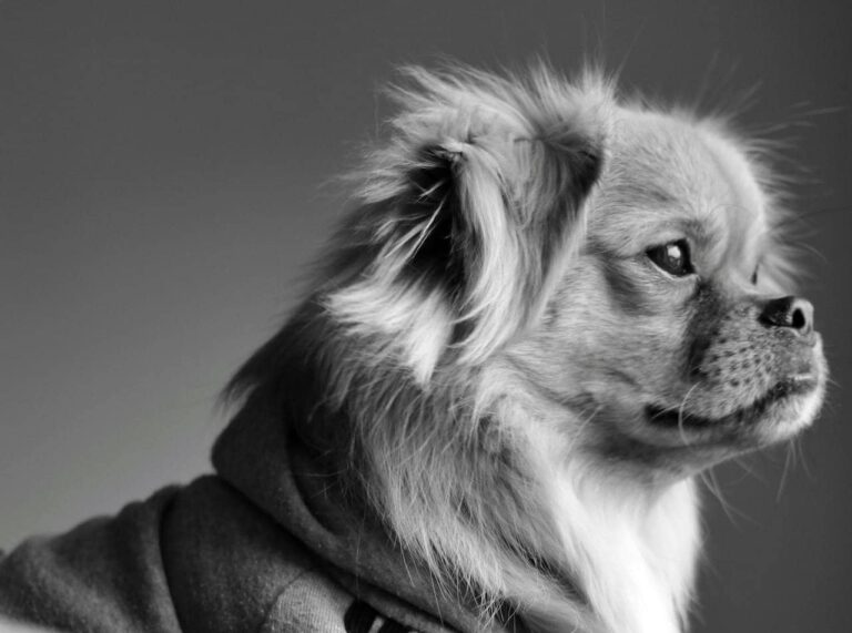 A contemplative dog dressed in a cozy hoodie, symbolizing the joy and companionship of traveling with your furry family member.