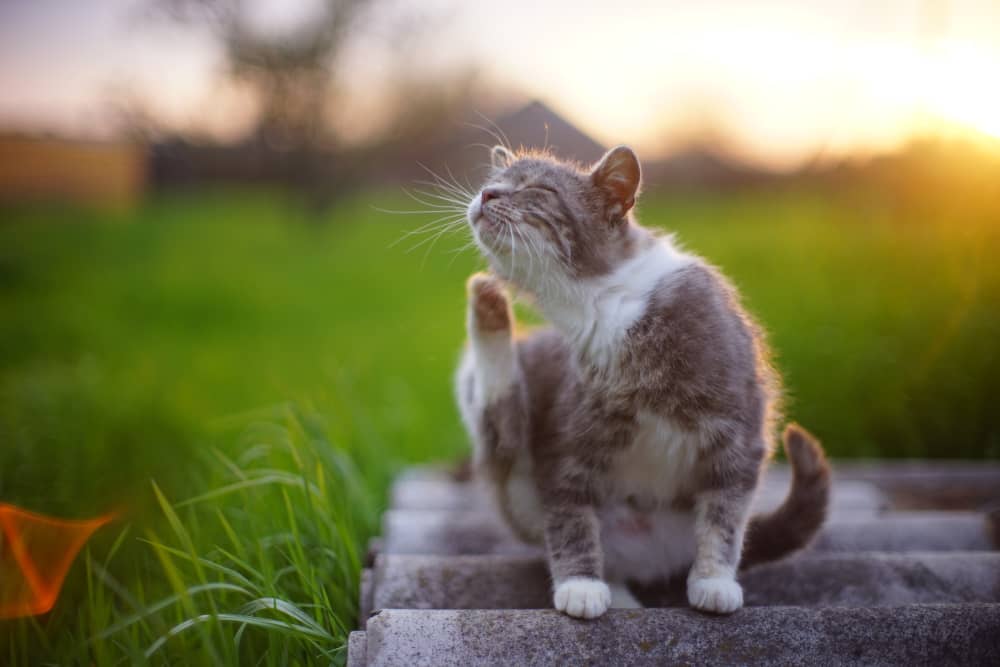 A content cat scratching an itch outdoors, highlighting the need for natural flea prevention in pets.