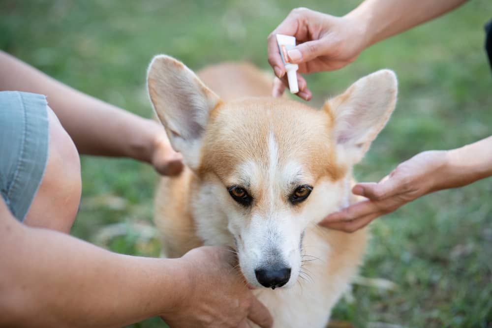A dog receiving gentle flea treatment from caring hands, representing natural and loving pet care.