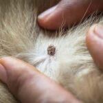 Close-up of a flea on a pet's fur highlighting the need for natural flea prevention.