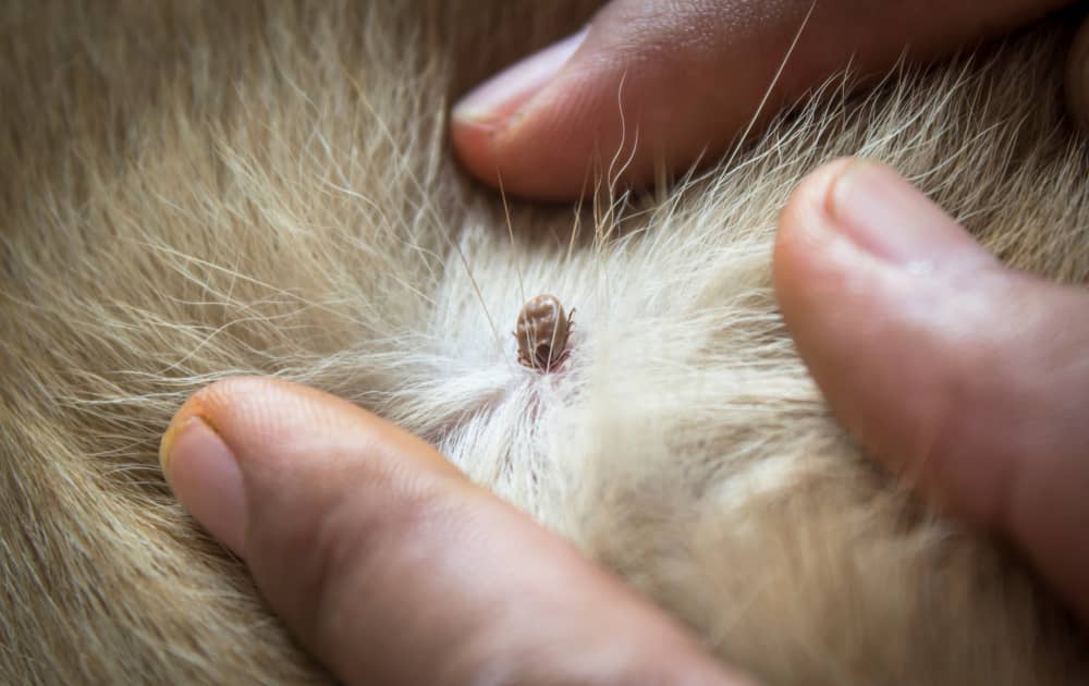 Close-up of a flea on a pet's fur highlighting the need for natural flea prevention.