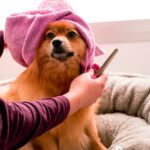 Pomeranian dog with a towel over its head getting groomed after a bath, symbolizing regular pet grooming for health and happiness.